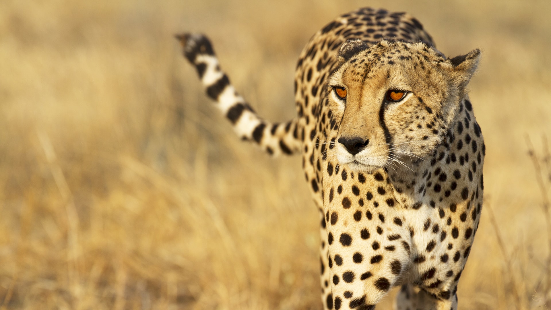Safari a medida por Botswana