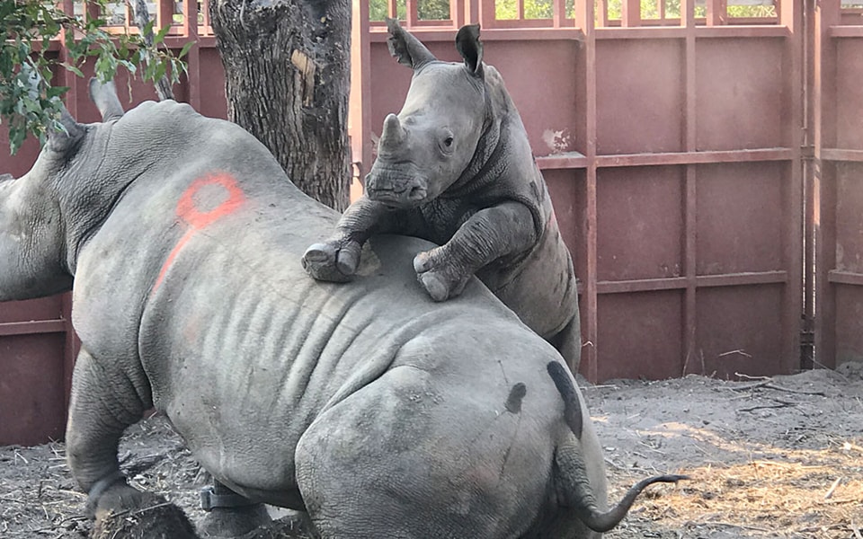 Recuperación del rinoceronte africano
