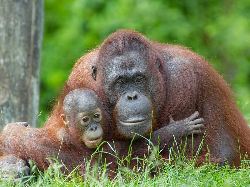 Malasia. Pasar un día entero entre orangutanes