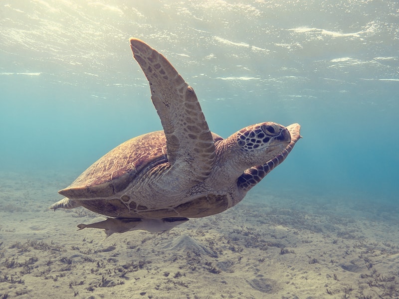 Omán. Observar cómo desovan las tortugas
