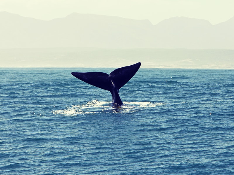 Sudáfrica. Contemplar ballenas