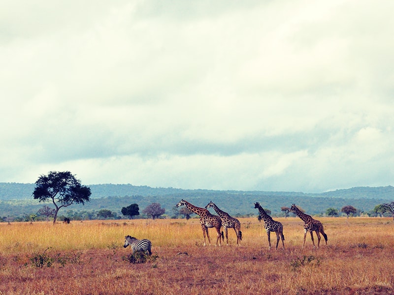 Tanzania. Safaris a pie