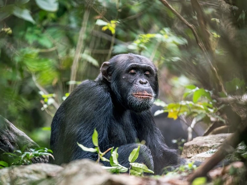 Tanzania. Encuentro con chimpancés