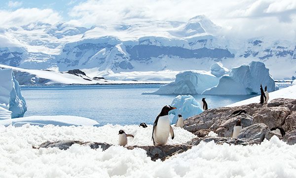 Descubre la Antártida