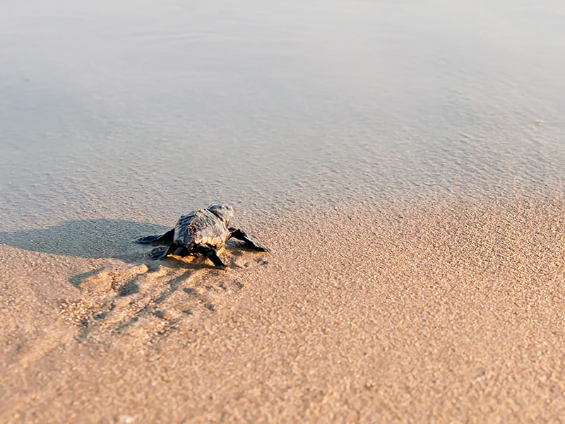 Ecuador y Galápagos. Ver el desove de las tortugas verdes