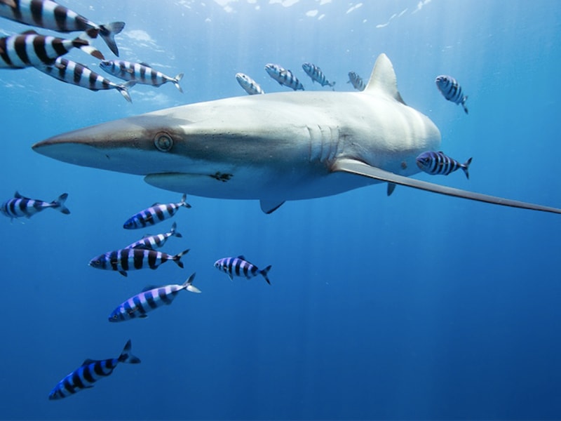 México. Disfrutar de un safari pelagico para contemplar tiburones